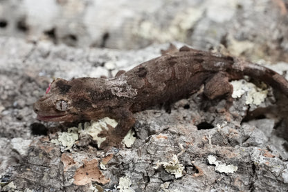 White collar chahoua gecko