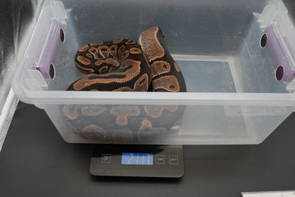 Female Possible Leopard Proven Breeder 0005