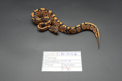 Female Gravel 24-4-10