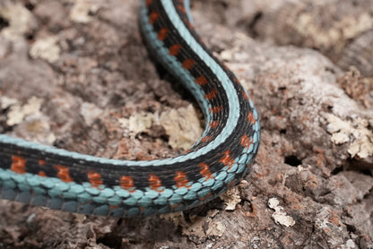 Adult proven California red sided garter pair