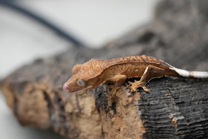 Crested gecko 25-4-1