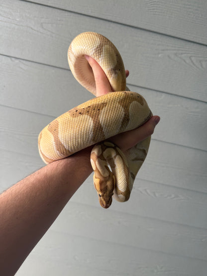 Banana Blade Het Clown (Proven Female)