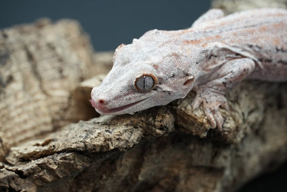 Gargoyle gecko “Java”