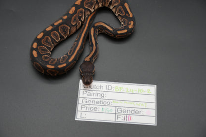 Female Black Pastel, HRA 24-10-2