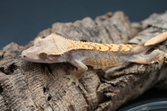 Crested gecko c51