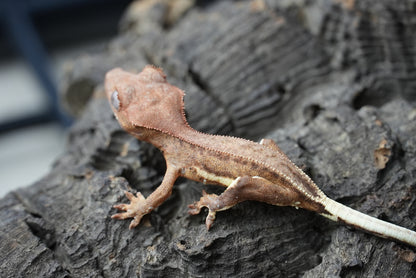 Crested gecko 25-1-2