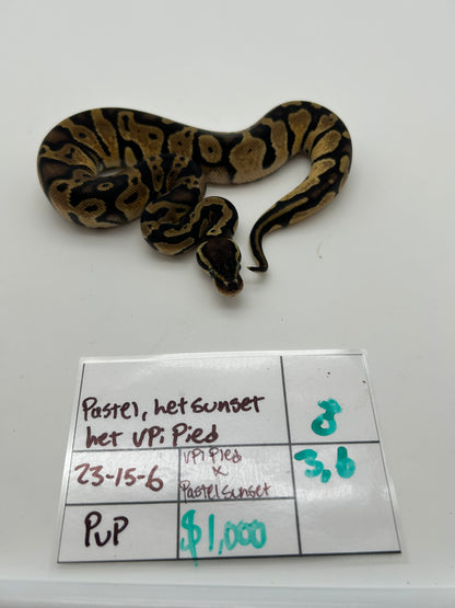 Male Pastel, Triple het VPI Axanthic Sunset Pied 23-15-6