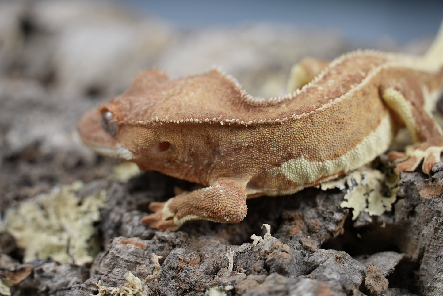 Red phantom lily white