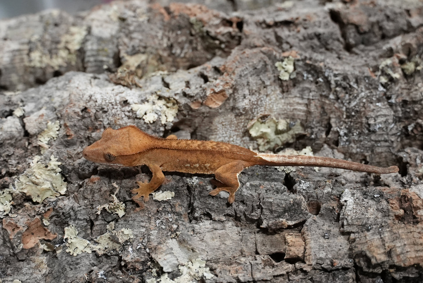 Red porthole crested gecko