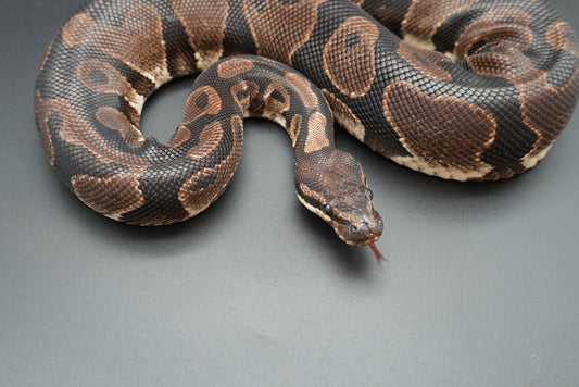 Female Vanilla "Uno" BP-F-6