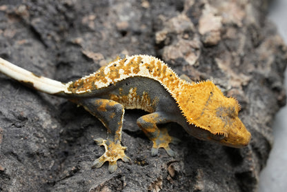 Tri color harlequin