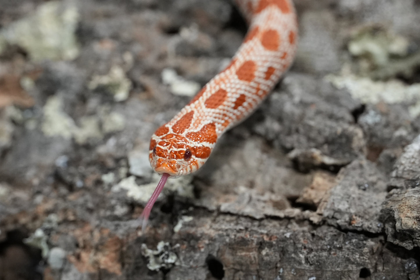 Subadult purple line albino conda pos het snow
