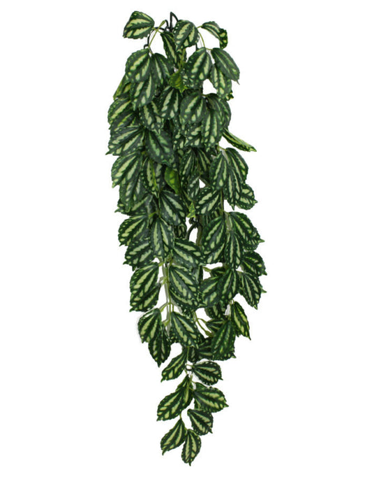 Komodo Two-Toned Leaf Hanging Plant 24 in