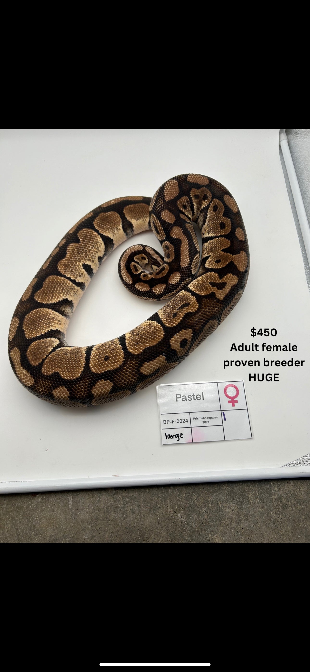 Adult Female Pastel Proven Breeder BP-F-0024