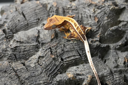Crested gecko 25-3-1