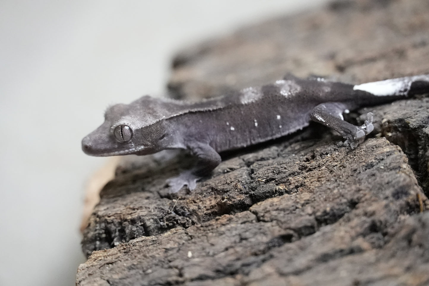 Axanthic 01