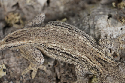White stripe gargoyle gecko