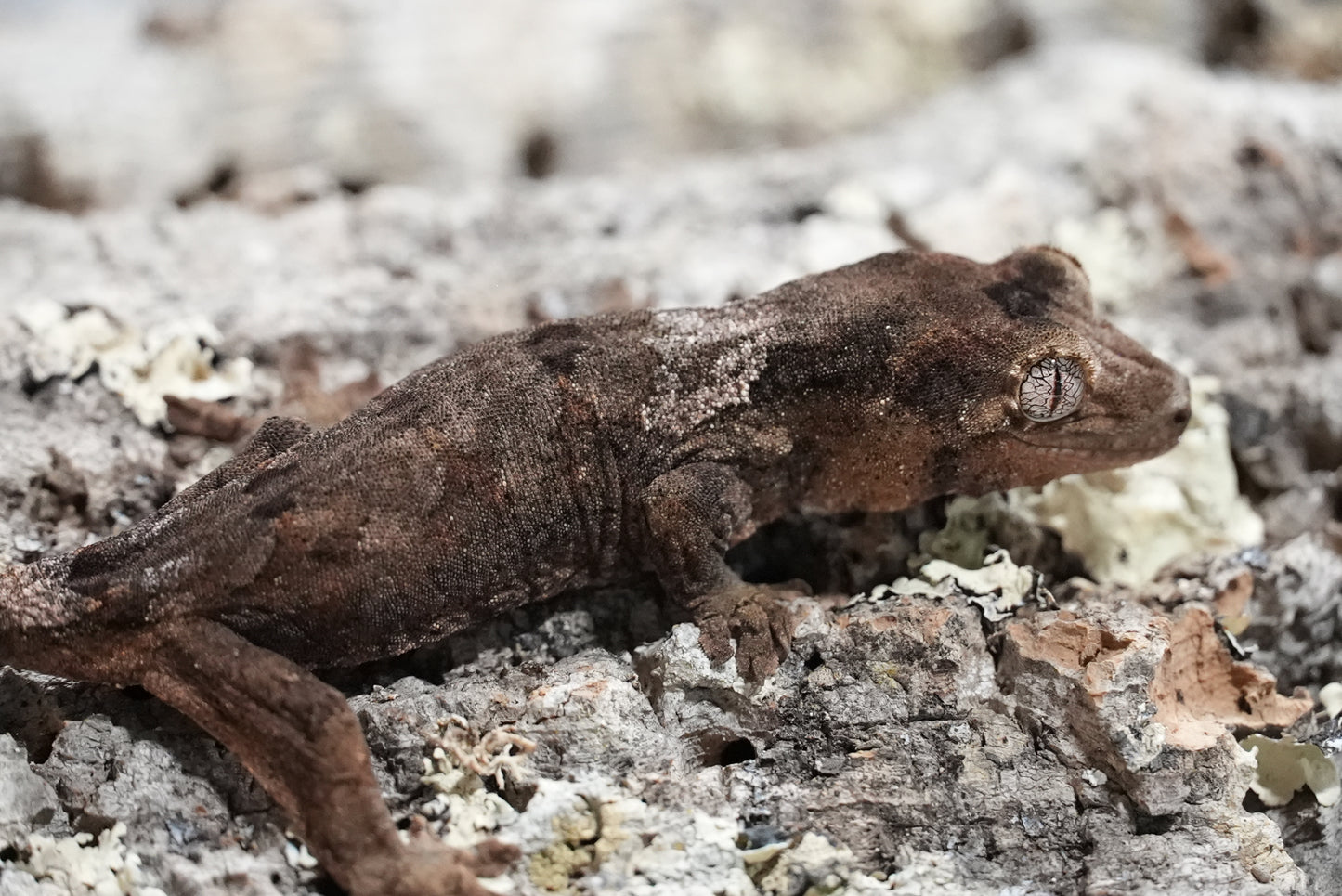 White collar chahoua gecko