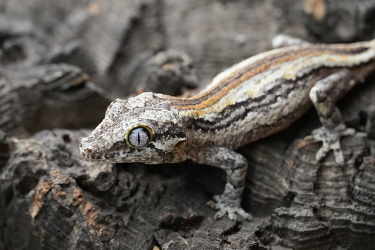 White stripe gargoyle gecko