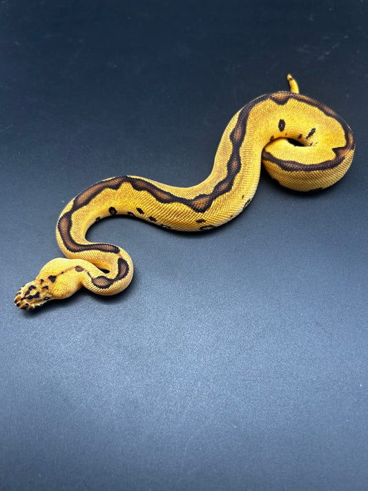 *Pet Only* Pastel Leopard Blade Clown Ball Python