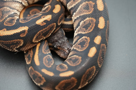 Female Black Pastel, HRA 24-10-2