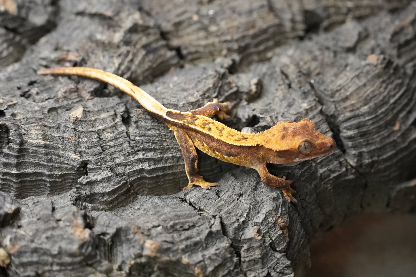 Crested gecko 25-5-2