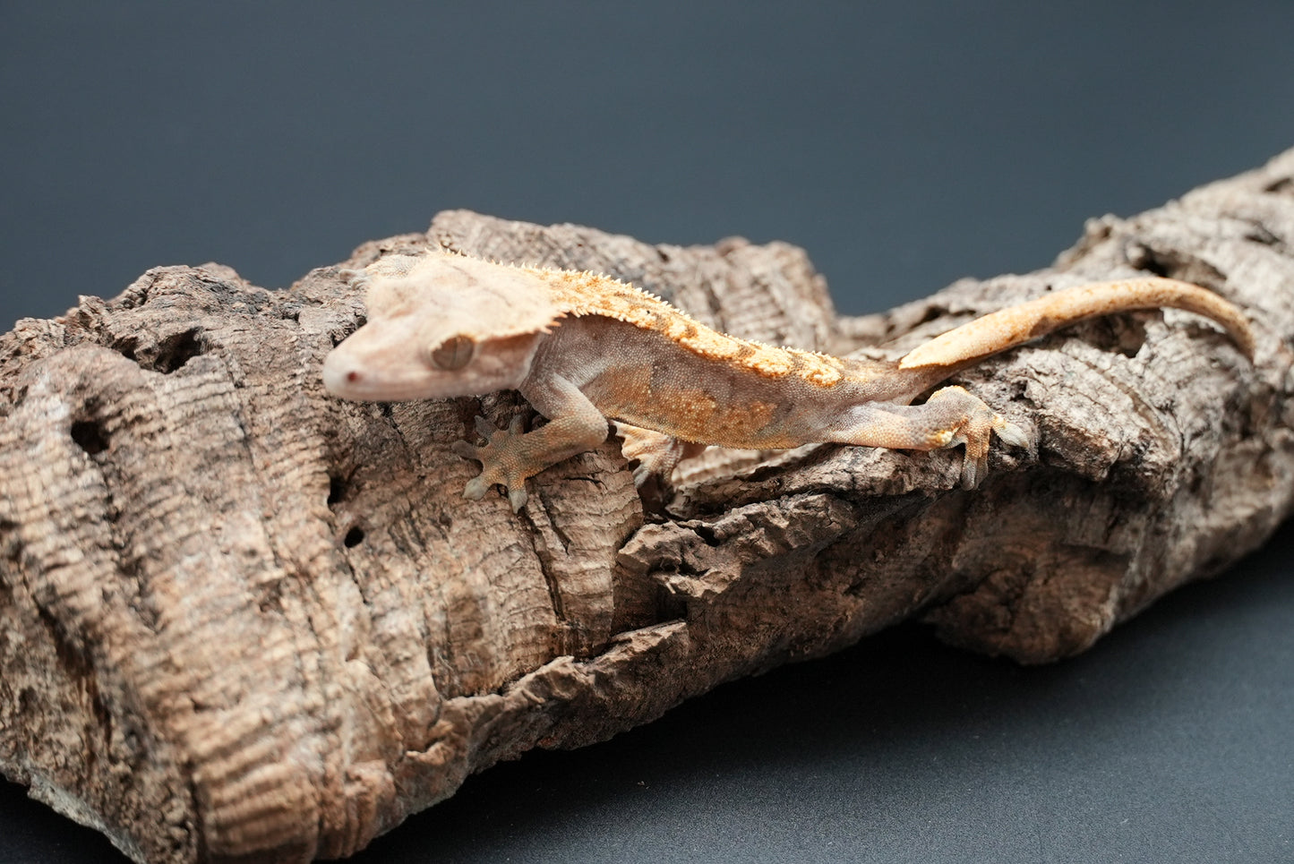 Crested gecko c51