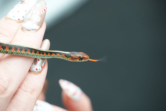 Male California Red Sided Garter Snake