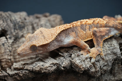 Crested gecko c46