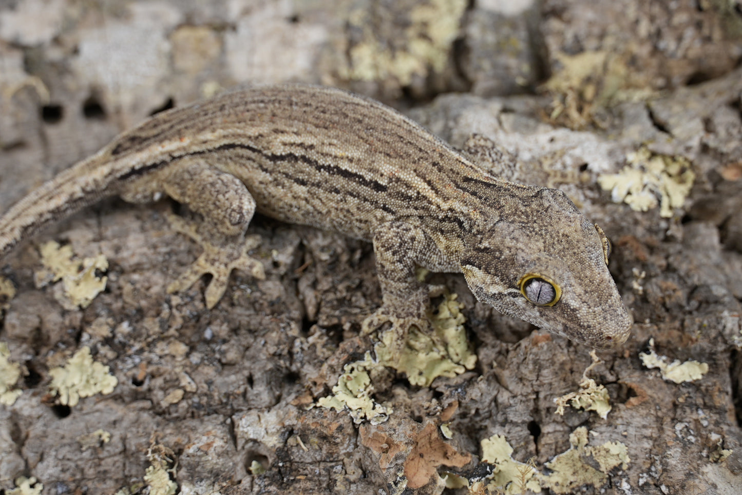 White stripe gargoyle gecko