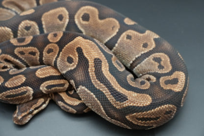 Female Possible Leopard Proven Breeder 0005