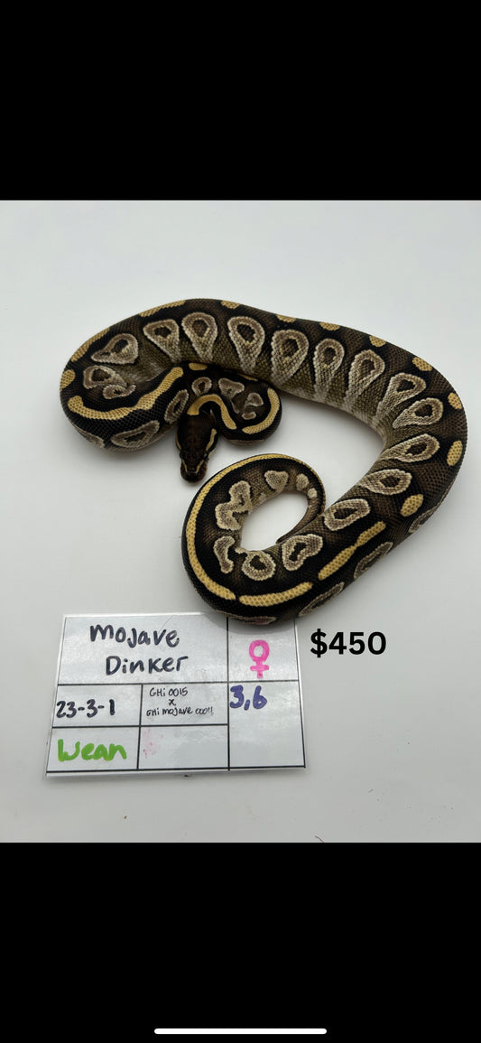 Female Mojave Dinker 23-3-1