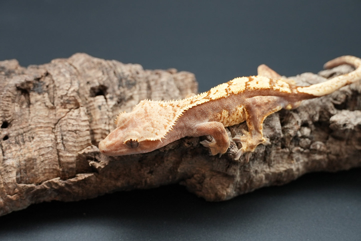 Crested gecko c32