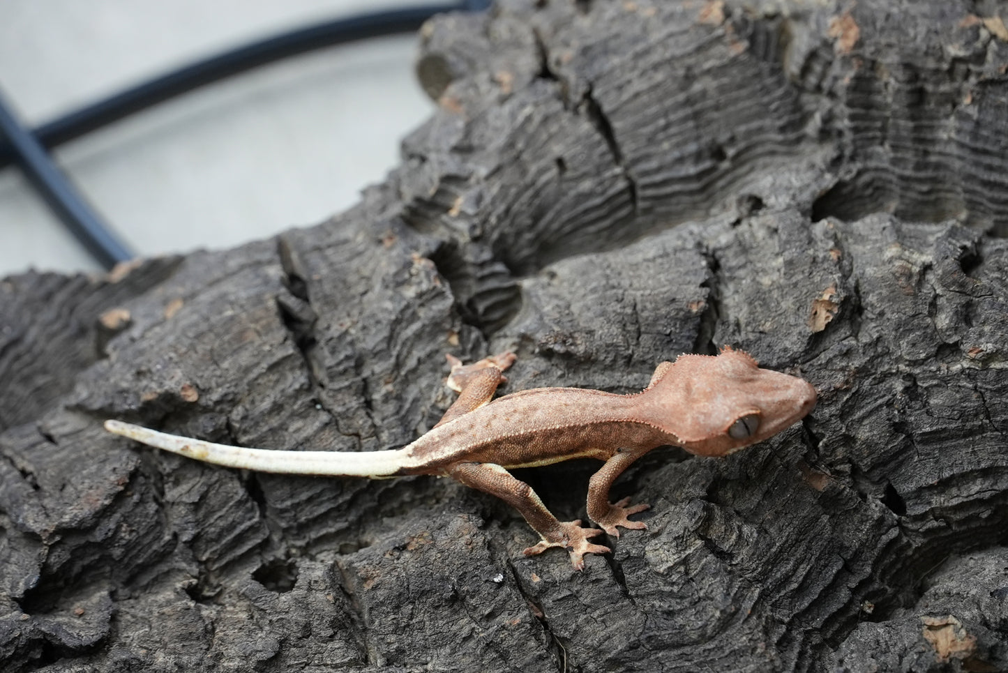 Crested gecko 25-1-2