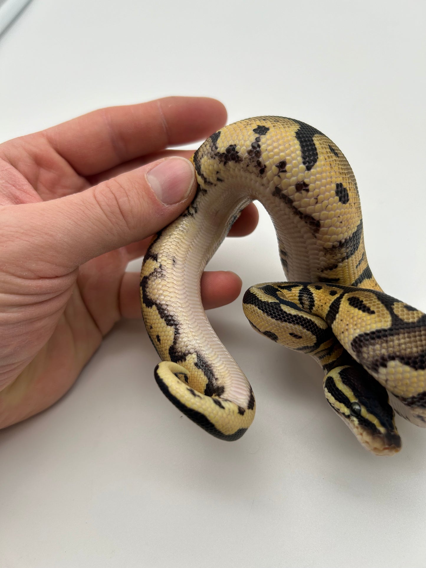 Male Pastel, Triple het VPI Axanthic Sunset Pied 23-15-2