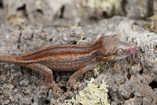 Red stripe gargoyle gecko