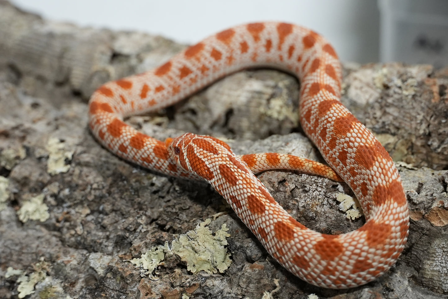 Subadult purple line albino conda pos het snow