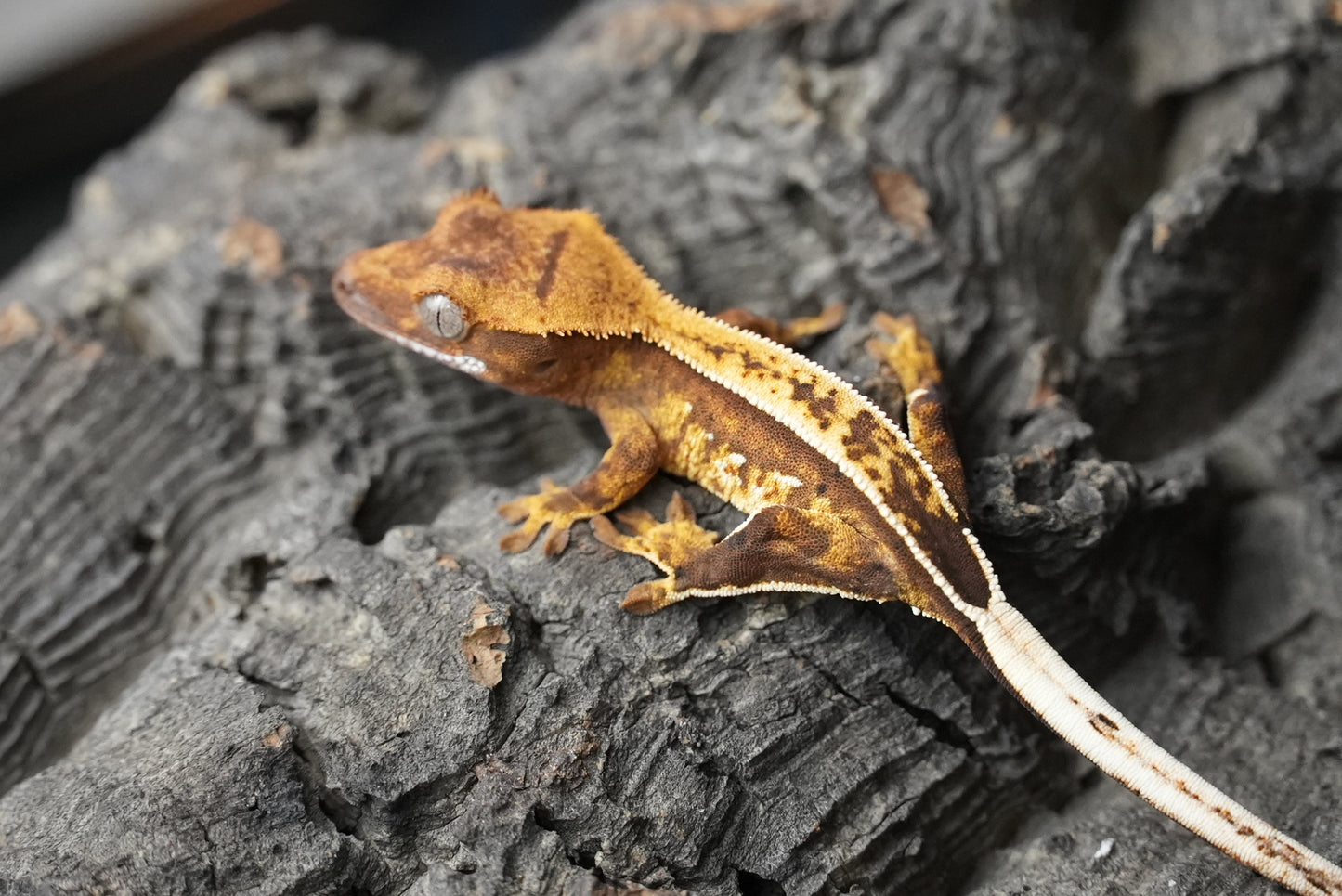 Crested gecko 25-3-1