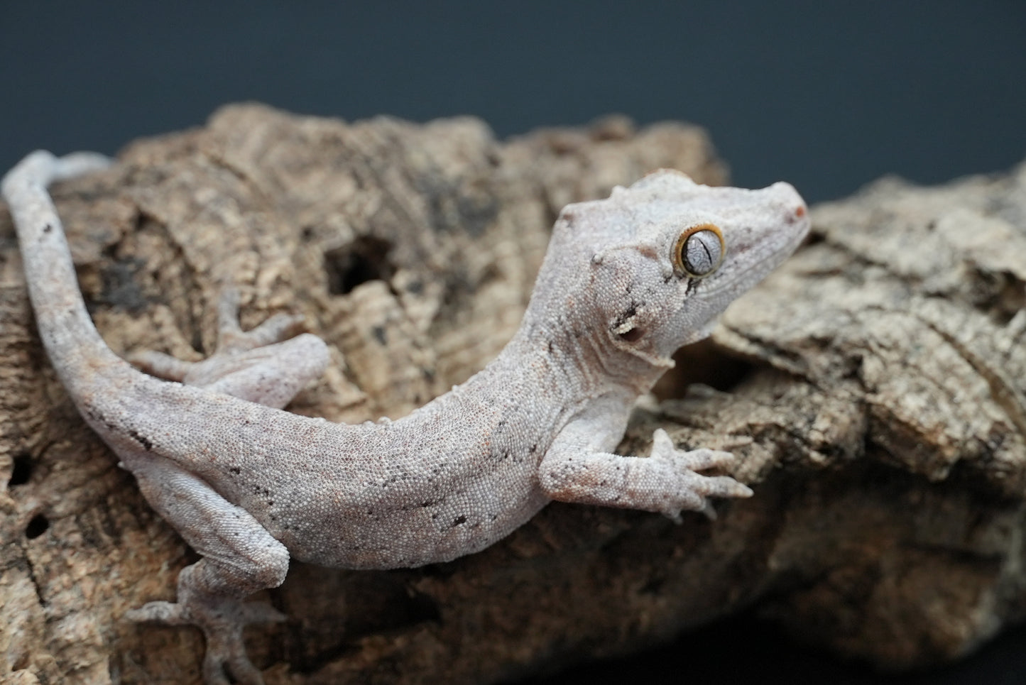 Gargoyle gecko g8