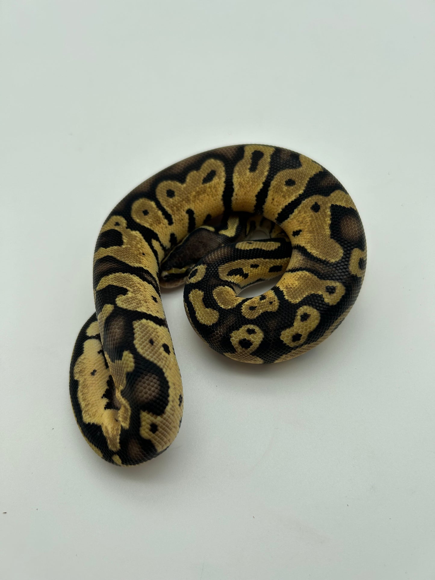 Male Pastel, Triple het VPI Axanthic Sunset Pied 23-15-4