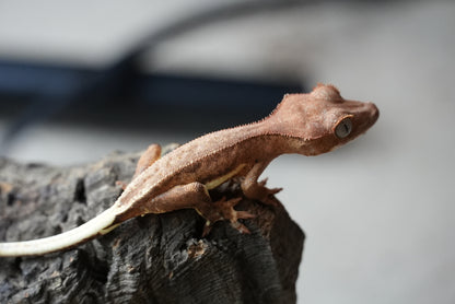 Crested gecko 25-1-2