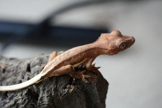 Crested gecko 25-1-2