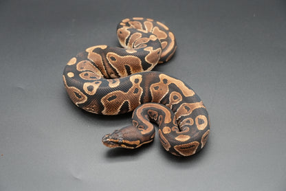 Female Possible Black Head Het Pied 23-10-4