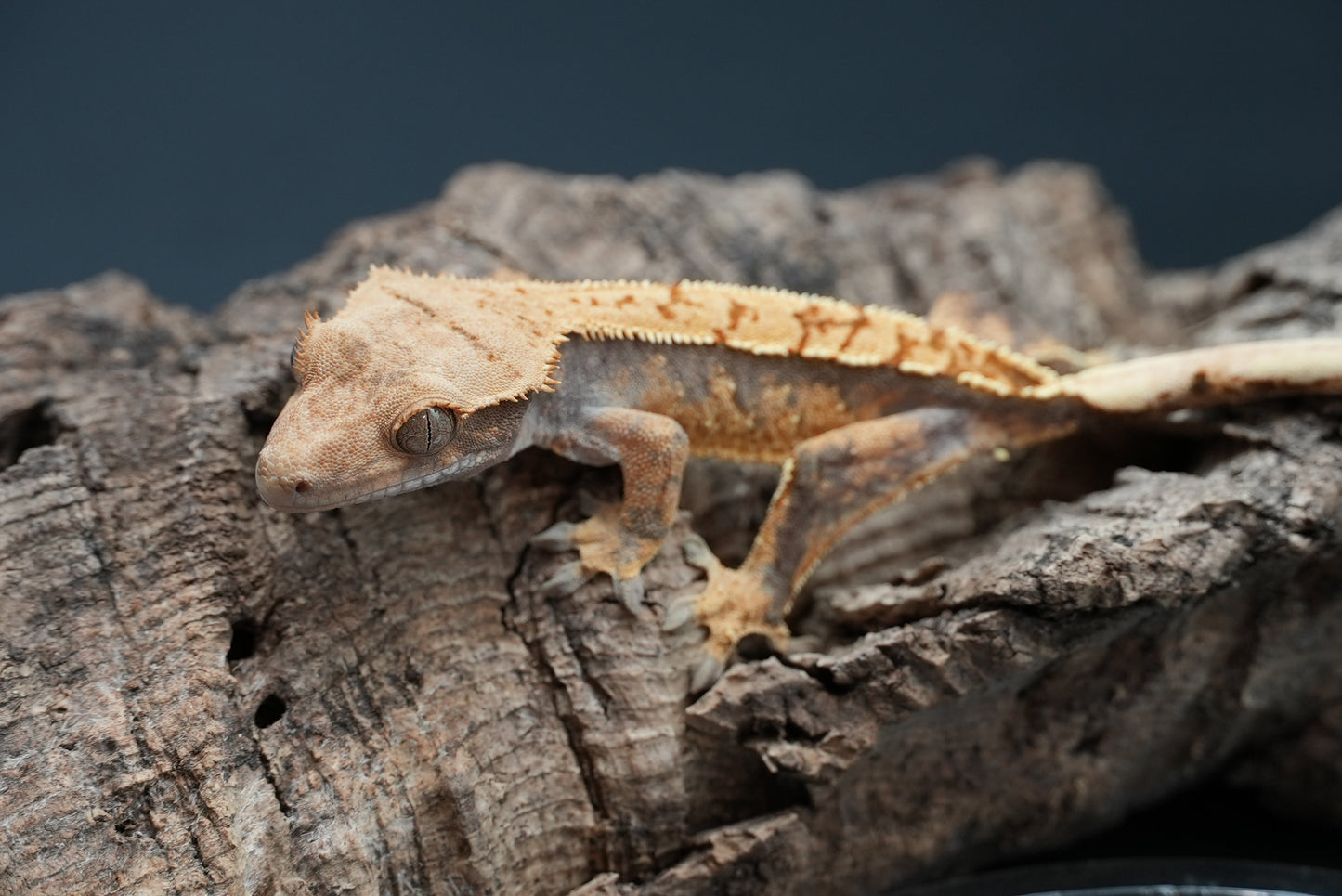 Crested gecko c64