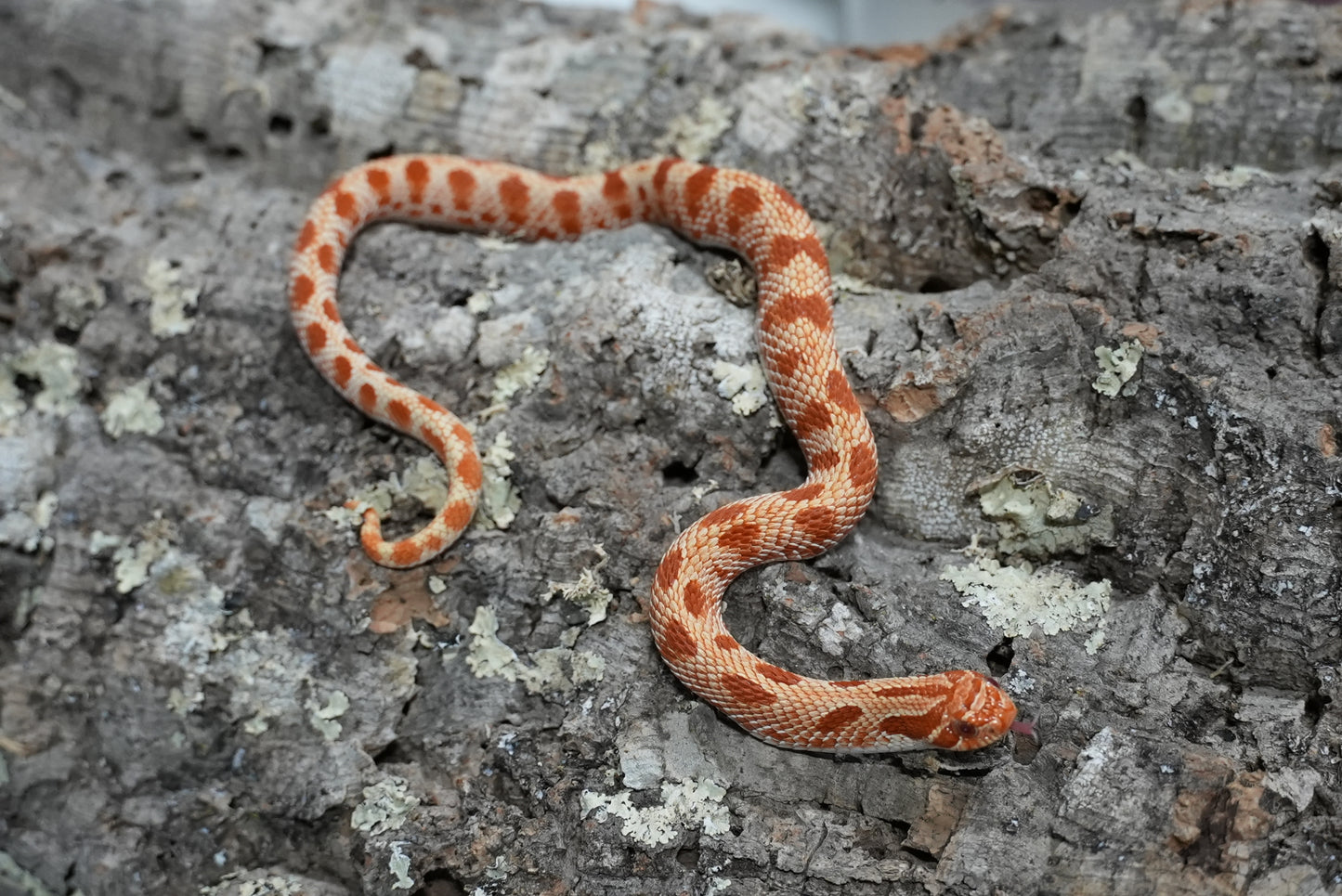 Subadult purple line albino conda pos het snow