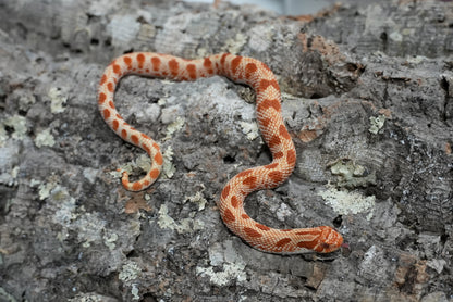 Subadult purple line albino conda pos het snow