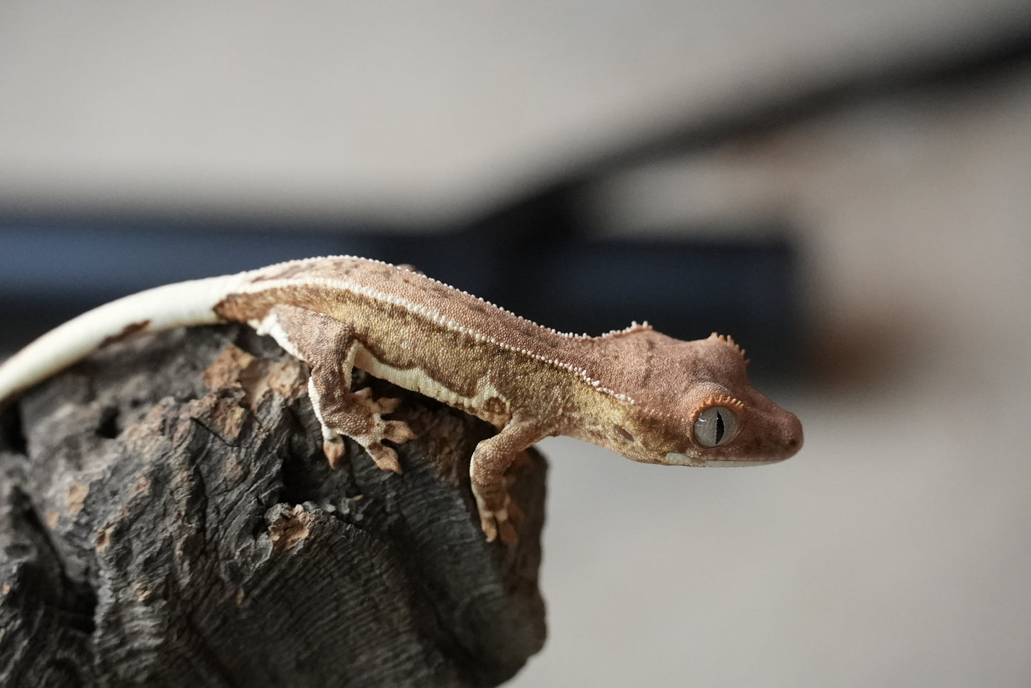 Crested gecko 25-4-2