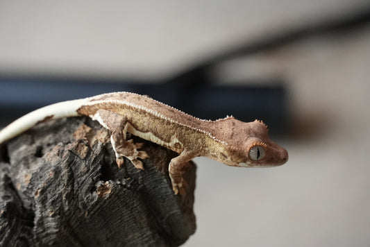 Crested gecko 25-4-2