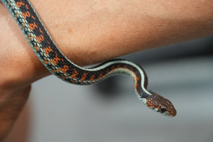 Adult proven California red sided garter pair