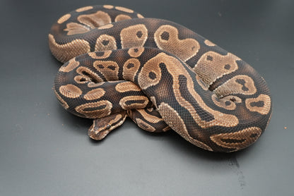 Female Possible Leopard Proven Breeder 0005